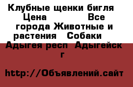 Клубные щенки бигля › Цена ­ 30 000 - Все города Животные и растения » Собаки   . Адыгея респ.,Адыгейск г.